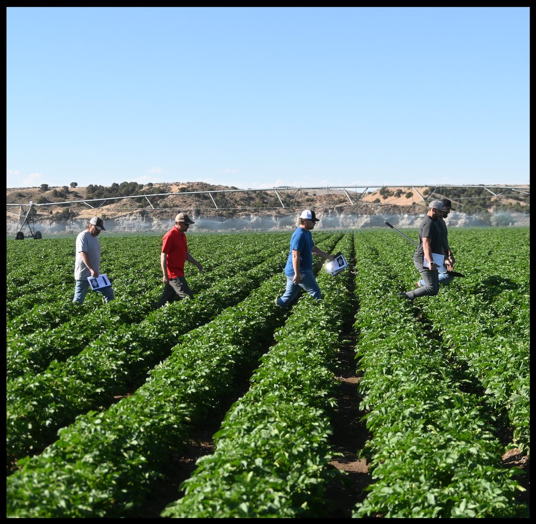Crew walking through rows of potato plants with tablets, a center-pivot irrigator running behind them