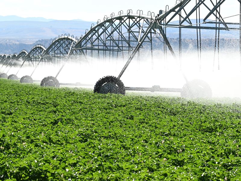 Center-pivot irrigator watering a potato field