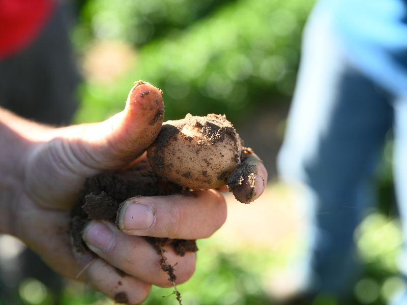Hand holding a freshly dug potato
